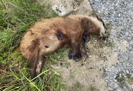 Aydın’da Avrupa porsuğu silahla öldürüldü