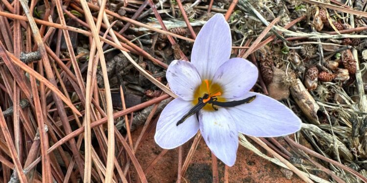 Aydın’da Sultan Çiğdemi’ni koparmanın bedeli 557 bin TL (1)