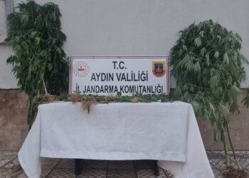 Aydın’da bahçede kenevir yetiştiren 2 şüpheliye gözaltı (2)
