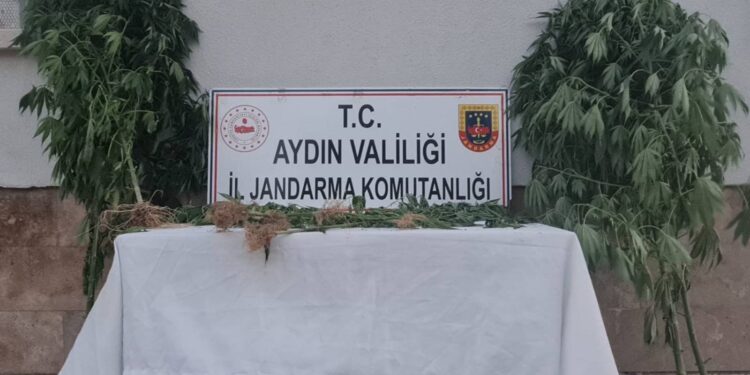Aydın’da bahçede kenevir yetiştiren 2 şüpheliye gözaltı (2)