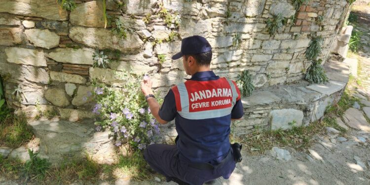 Aydın’da bu çiçeği koparmanın cezası 577 bin TL (2)