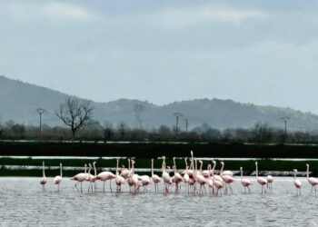 Aydın’da felaketin ortasında kartpostallık manzara (2)