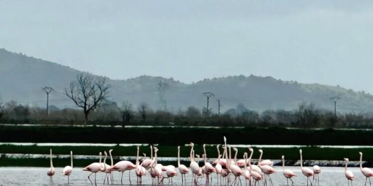 Aydın’da felaketin ortasında kartpostallık manzara (2)