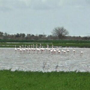 Aydın’da felaketin ortasında kartpostallık manzara (3)