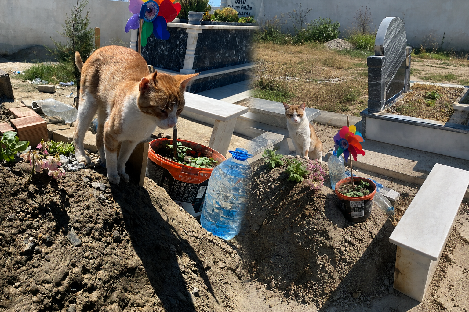 Aydin’da gizemli kedi Gunlerdir Arda’nin mezarindan ayrilmiyor Aydin’da gizemli kedi Gunlerdir Arda’nin mezarindan ayrilmiyor