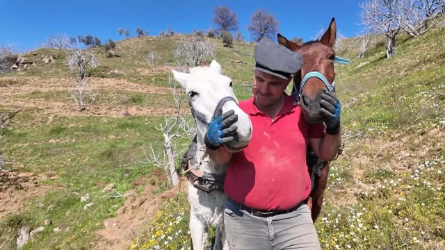 Aydın'da günlük 8 bin TL'ye at ile çift sürecek işçi bulunamıyor (1)