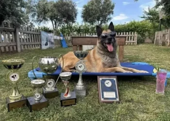 Aydın’da kahraman köpek ‘Bob’ öldü