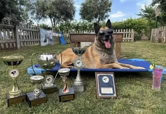 Aydın’da kahraman köpek ‘Bob’ öldü
