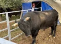 Aydın’da kendi yetiştirdiği boğa sonu oldu