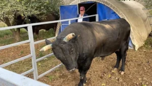 Aydın’da kendi yetiştirdiği boğa sonu oldu