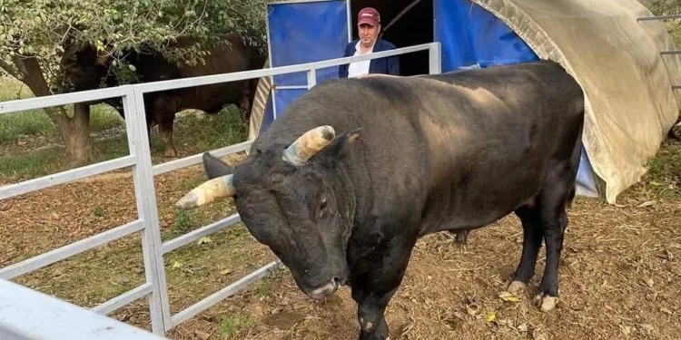 Aydın’da kendi yetiştirdiği boğa sonu oldu