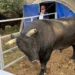 Aydın’da kendi yetiştirdiği boğa sonu oldu