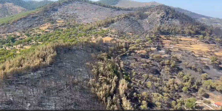 Bozdoğan'da orman yangınında 2 bin hektar alan zarar gördü