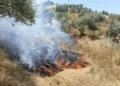 Aydın'da maki yangını; 40 dekar alan zarar gördü