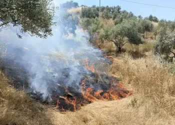 Aydın'da maki yangını; 40 dekar alan zarar gördü