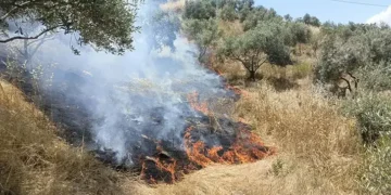 Aydın'da maki yangını; 40 dekar alan zarar gördü