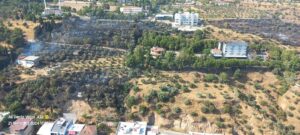Aydın’da makilik ve zeytinlik alanda yangın çıktı