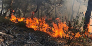 Bozdoğan’da makilik yangını çıktı
