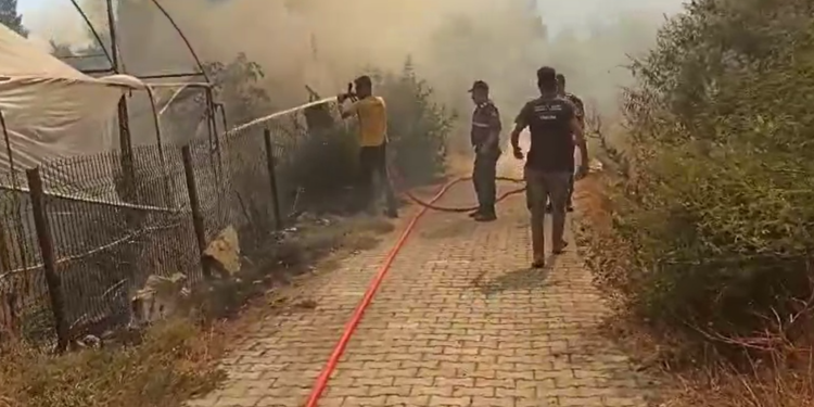 Germencik’te ki yangın seralara kadar geldi