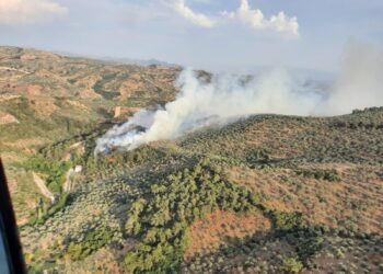 Germencik’te orman yangını