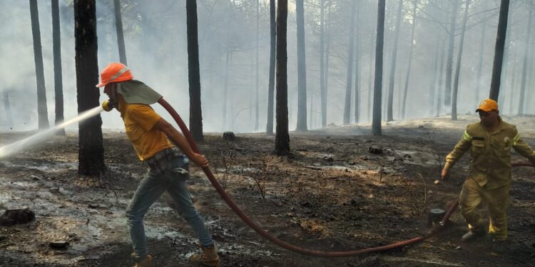 Çine’de çıkan yangın kontrol altına alındı