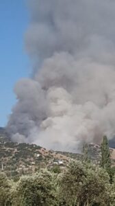 Aydın’da orman yangını çıktı
