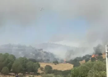 Aydın'da orman yangını çıktı