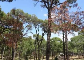 Aydın’da ormanlara izinsiz girişe ceza geliyor