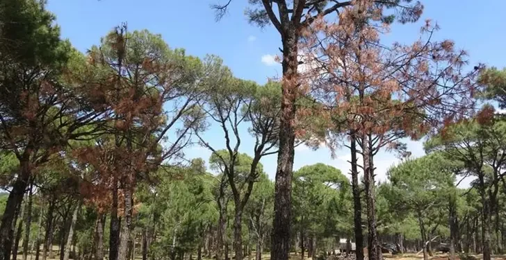 Aydın’da ormanlara izinsiz girişe ceza geliyor