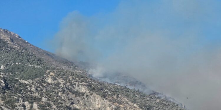 Aydın’da ormanlık alanda yangın (2)
