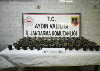 Aydın’da saksıda kenevir yetiştiren şüpheli tutuklandı