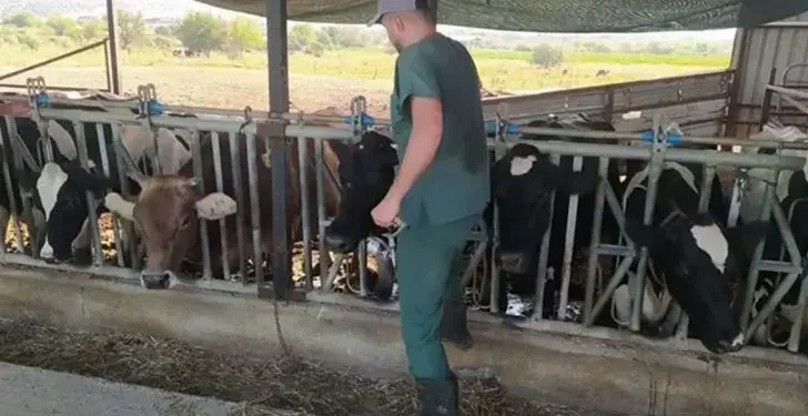 Aydın’da şap alarmı 17 mahalle karantinaya alındı