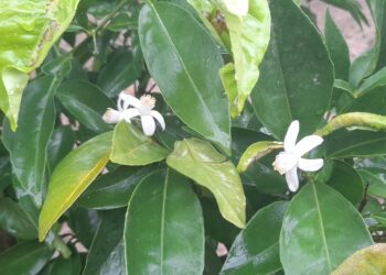 Aydın’da şaşırtan görüntü Ağaçları kasım sonunda çiçek açtı (1)