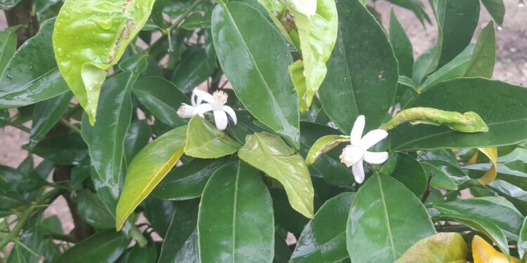 Aydın’da şaşırtan görüntü Ağaçları kasım sonunda çiçek açtı (1)