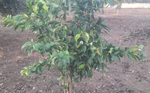 Aydın’da şaşırtan görüntü Ağaçları kasım sonunda çiçek açtı (2)