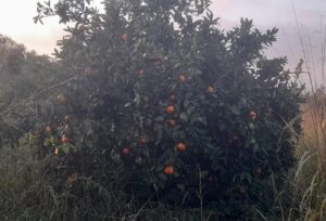 Aydın’da şaşırtan görüntü Ağaçları kasım sonunda çiçek açtı (3)