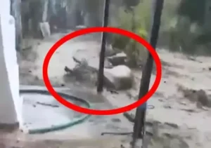 Aydın‘da sağanak etkili olurken, bazı cadde ve sokaklar göle döndü, araçlar trafikte