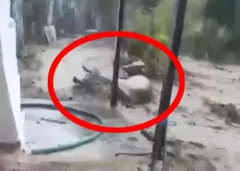 Aydın’da sele kapılan 15 büyükbaş kurtarıldı (2)