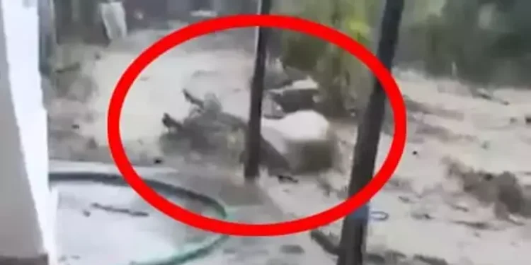 Aydın’da sele kapılan 15 büyükbaş kurtarıldı (2)