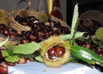 Aydın'da sezonun ilk kestanesi, kilosu 500 liradan alındı