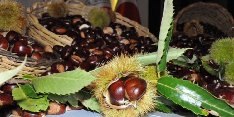 Aydın'da sezonun ilk kestanesi, kilosu 500 liradan alındı