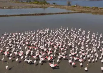 Aydın'da su basan tarlaları yuva yapan flamingolar yemlendi (1)