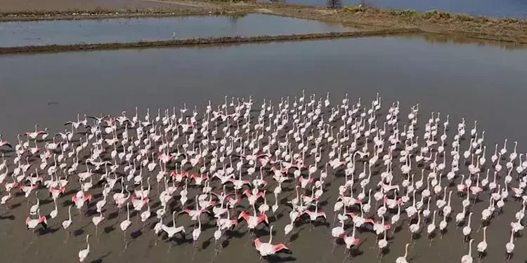 Aydın'da su basan tarlaları yuva yapan flamingolar yemlendi (1)