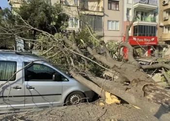 Aydın’da süs ağacı araçların üzerine devrildi