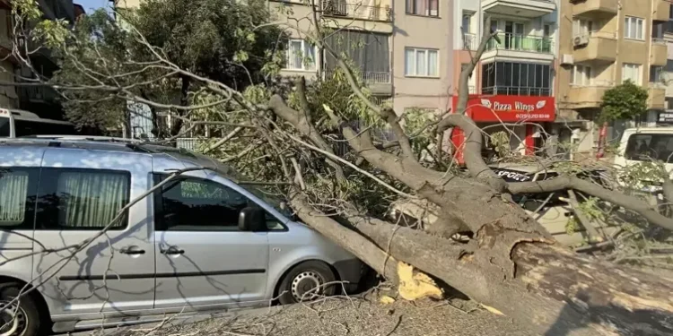 Aydın’da süs ağacı araçların üzerine devrildi