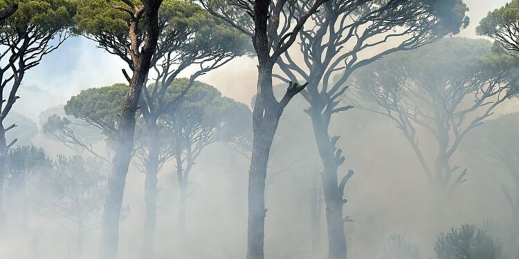 Bozdoğan'da yıldırım düşen 5 yerde yangın çıktı