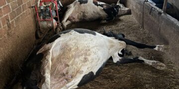 Aydın’da yıldırım düştü 2 büyük baş hayvan telef oldu (1)