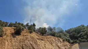 Aydın'da zeytinlikte çıkan yangın kontrol altına alındı