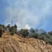 Aydın'da zeytinlikte çıkan yangın kontrol altına alındı