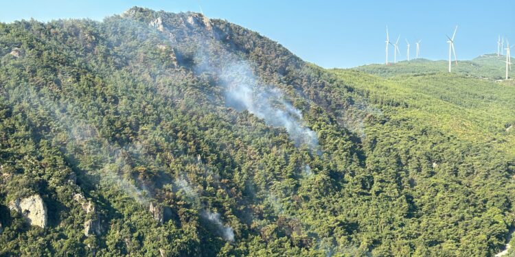 Söke'de ki orman yangını kontrol altında